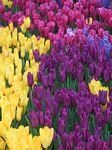pic for Royal Bed, Tulips